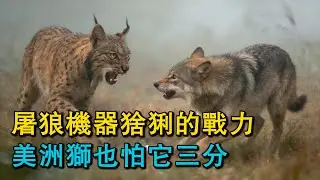 屠狼機器猞猁的戰力，美洲獅也怕它三分！牧羊犬與抓羊的熊爆發激烈沖突！牧羊人險成獵物，無人機拍下狼偷襲全程，它的策略細思極恐！