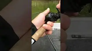 You can watch em eat it on the bed #fishing #bassfishing #bedfishing #smallmouthbass #kayakfishing