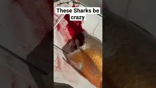Warning Graphic ⚠️ #sharkattack Cubera snapper caught with live whole lobster. #shorts #shark #fish