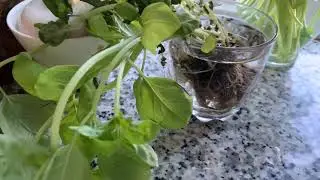 How to keep herbs fresh and free up fridge space
