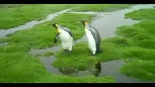 A Penguin Dilemma - What REALLY Happened.