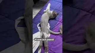 Спрятала Кузю от змеи #юмор #love #cat #животные #