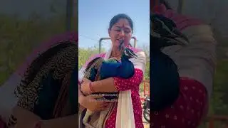Treatment Sick Peacock | #devigausutaji #katha #fyp #peacock #devigausutaanjaliji #gauseva #cow