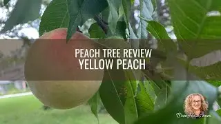 Yellow Peach Tree Review
