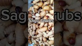 Sago Grubs a regional delicacy in PNG #food#edible#sagogrubs#sagopalm