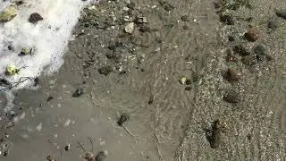 Krabber i Danmark | Kulhuse krabbe