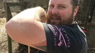 Basic Chicken Coop Care