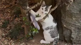 ぬいぐるみと戦う猫ちゃん/A cat fighting a stuffed animal #cute #funny #cat #かわいい猫 