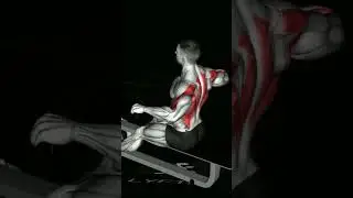 Seated Wide-grip Row Tutorial: Strengthen Your Back Muscles