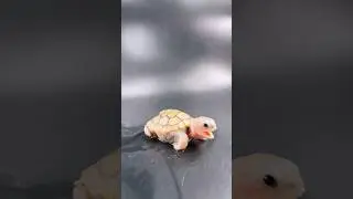 Sooo sleepy 🥱🥹 #terrapin #turtle #cute #babyturtle #ornate #reptile #diamondbackterrapin #tse