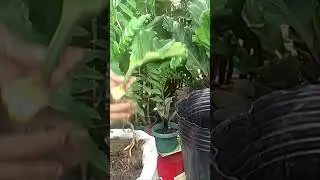 Grow more Anthurium plowmanii/Wave of Love #plantcare #propagation  #leafpropagation