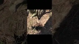 Woodchuck Trapping | In the Field #woodchuck