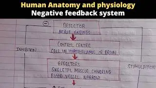 Negative feedback system | Homeostasis | Human Anatomy and physiology
