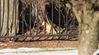 Live Stream Backyard Cats~