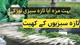 Fresh Vegetables ||Vegetable Farms ||Fresh potato turnip