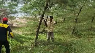 AMAZING! A HANDSAW CAN CUT PINE TREE TWIG WITH EASINESS - Agriculture Farming