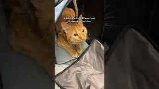 Second time traveling with my cat