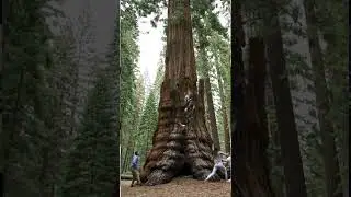 Tree CRUSHES People in Sudden Wind Storm! Narrow Escapes & Tragic Moments Caught on Camera
