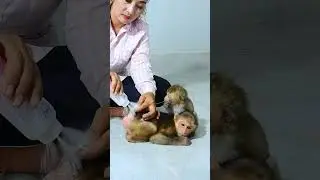 Big sad! Today baby monkey very sad #shorts 9