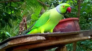 Beautiful Green Parrot in Natural Habitat 🦜 | Amazing Bird Moments