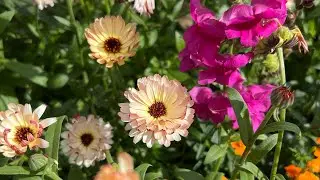 Why does garden biodiversity matter??