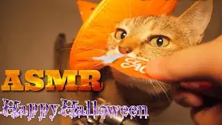 【ASMR】ハロウィンにちゅ～るを舐める猫たち🐈‍⬛🐈🎃🎧