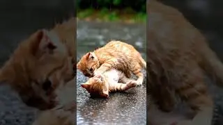 Rainy Playtime 🐾 | Cute Orange Kittens on Wet Street #shortsfeed #foryou #kitten #cat#cutecat#shorts