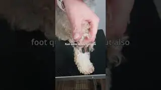 How do I make nail trimming more comfortable for the dog - Nail Cutting Masterclass Trailer
