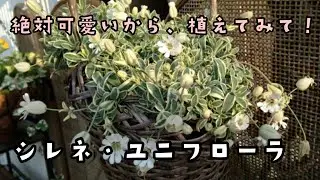 シレネ・ユニフローラ、絶対可愛いから、植えてみて！
