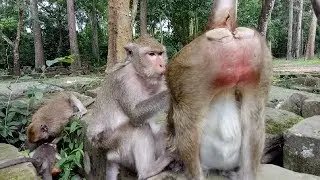 What Monkeys Doing  Real Monkey Life ST656 Mono Monkey