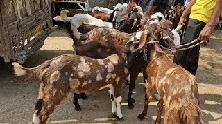 JAIPUR CHAINPURA BAKRA MANDI LIVE UPDATE WEDNESDAY.30 #bakramandi #qurbani #goats #bakre