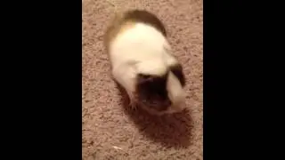 Sick guinea pig
