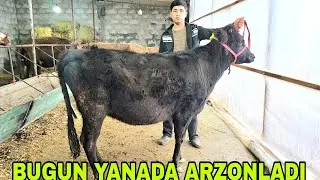 Akbarshoxdan yana yangi partiya bgun yanada arzonladi 3 февраля 2026 г.