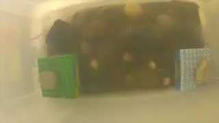 Carcinus maenas - At night