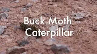 Buck Moth Caterpillar