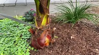 2nd year Washingtonia robusta - great performance!
