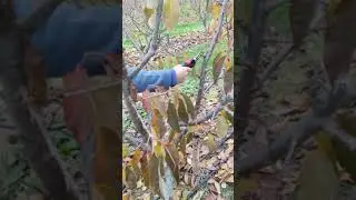 Cherry pruning.skeena variety