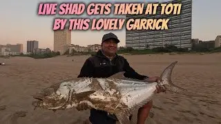 LIVE SHAD GETS TAKEN AT TOTI BY THIS LOVELY GARRICK