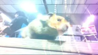 Melolee - Hamsters & compagnie!
