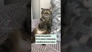КОТ 🐱