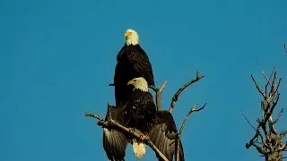 Bald Eagles - Pat O'Neil's Video Bird IDs