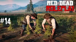 FIZ ANTI RP E FUI BANIDO PERMANENTEMENTE? PLANTAÇÃO DE ERVAS PARA O BANDO - RED DEAD ROLEPLAY - EP14