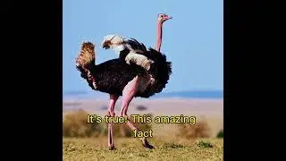 Ostrich's Eye | #animalfacts #birdfacts