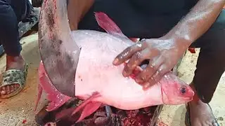 Amazing Monster Pangas Fish Cutting Skills Video ! Professional Pangas Fish Cutting
