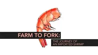 Farm to Fork: The Journey of an Imported Shrimp | Consumer Reports