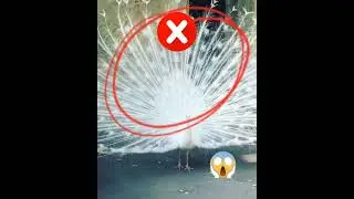 peacock feather Real... ✅✅✅ V's Fake ❎❎❎..