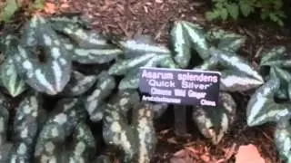 Asarum splendens Quicksilver Chinese Wild Ginger