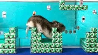 ハムスター ココちゃんのハムマリオ WORLD2-2（HAMUMARIO）Hamster Super Mario Bros.