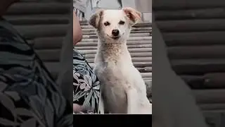 A Stray Dog&rsquo;s Moment of Belonging🐶💖#kindness#heartwarming#straydogs#doglove#animalrescue#dogstory