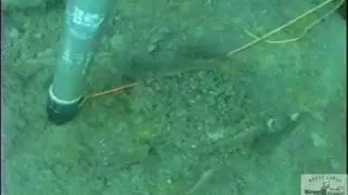 Round Gobies at Calumet Harbor Off Evanston Illinois in Lake Michigan (1997)